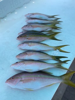 Fishing in Key West, Florida