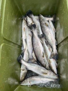 Fishing in Lacombe, Louisiana