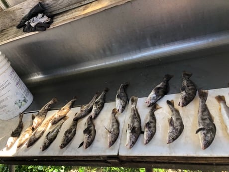 Black Drum Fishing in Biloxi, Mississippi