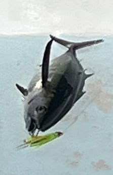 Fishing in Tavernier, Florida