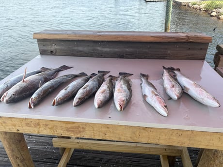 Fishing in Houston, Texas