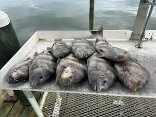 Sheepshead Fishing in Biloxi, Mississippi