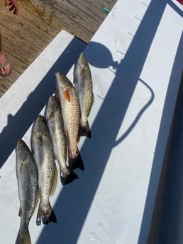 Fishing in Destin, Florida
