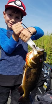 Peacock Bass fishing in Fort Lauderdale, Florida