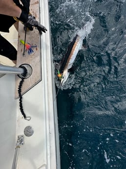 Blue Marlin Fishing in Montauk, New York