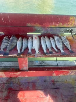 Fishing in Corpus Christi, Texas