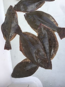 Flounder Fishing in Freeport, Nassau County