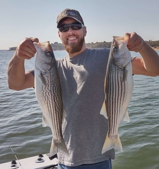 Hybrid Striped Bass, Striped Bass fishing in Pottsboro, Texas