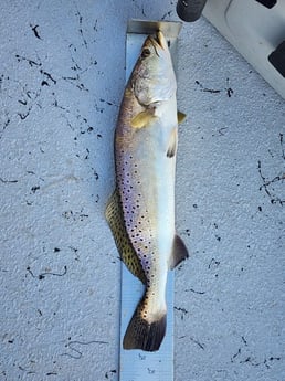 Fishing in Corpus Christi, Texas