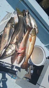 Fishing in Bradenton, Florida