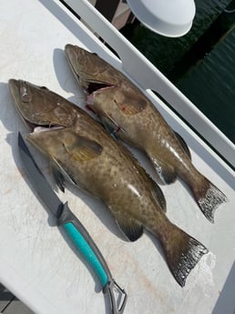Gag Grouper Fishing in Holmes Beach, Florida