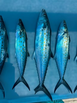 Fishing in Niceville, Florida