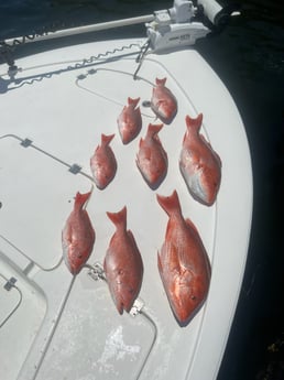 Red Snapper fishing in Panama City, Florida