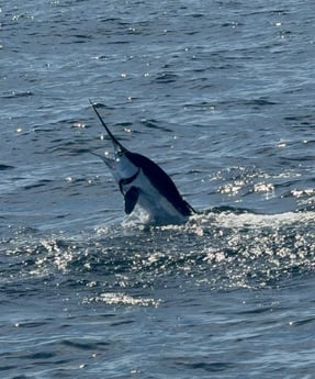 Fishing in Ocean City, Maryland
