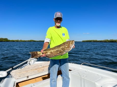 Gag Grouper Fishing in Crystal River, Florida