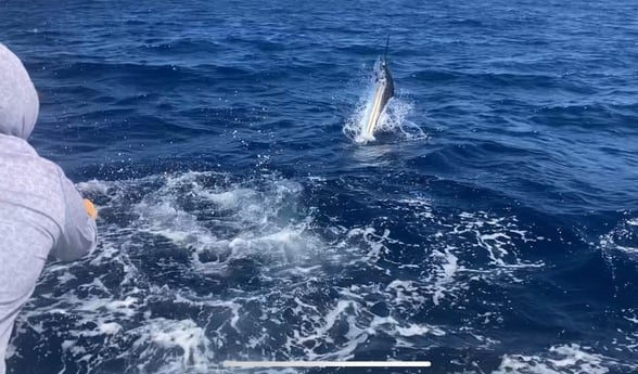 Sailfish Fishing in West Palm Beach, Florida