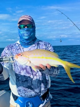 Yellowtail Snapper Fishing in Tavernier, Florida
