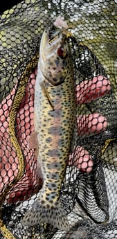 Rainbow Trout Fishing in Hume, California