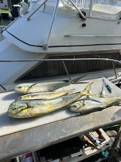 Mahi Mahi Fishing in Pompano Beach, Florida