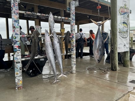 Wahoo, Yellowfin Tuna Fishing in Buras, Louisiana