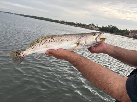 Fishing in Sarasota, Florida