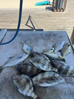 Fishing in Orange Beach, Alabama