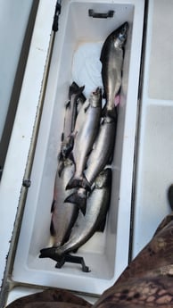 Fishing in Thompsonville, Michigan