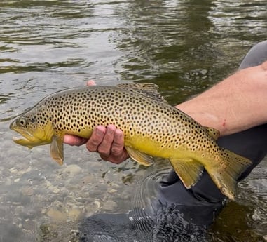 Fishing in Hume, California