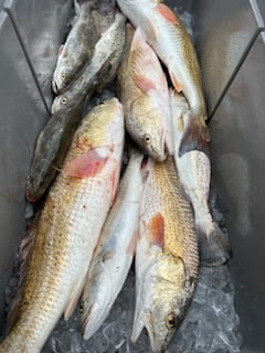 Redfish, Speckled Trout Fishing in Matagorda, Texas