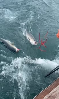 Fishing in Montauk, New York
