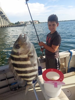 Sheepshead fishing in Gulfport, Florida