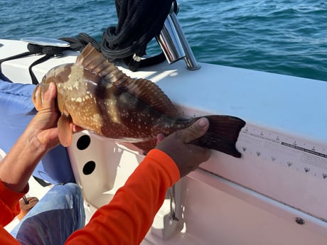 Fishing in Belleair Bluffs, Florida