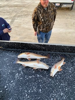 Redfish Fishing in St. Augustine, Florida