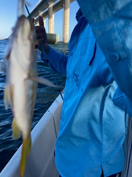 Yellowtail Snapper Fishing in St. Petersburg, Florida