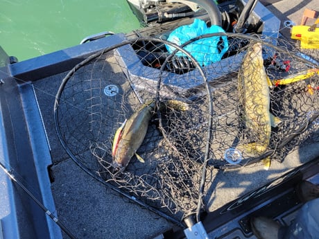 Walleye Fishing in Sheffield Lake, Ohio