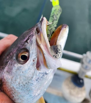 Speckled Trout Fishing in Trails End, North Carolina