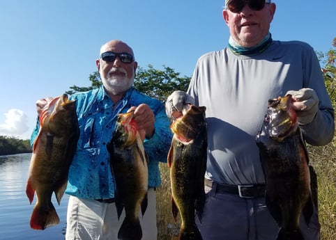Peacock Bass fishing in Fort Lauderdale, Florida