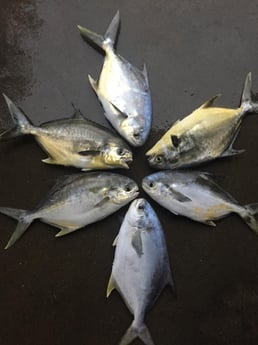 Florida Pompano Fishing in Pensacola, Florida