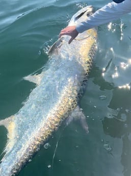 Tarpon Fishing in Miami Beach, Florida