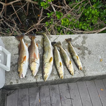 Fishing in Sarasota, Florida