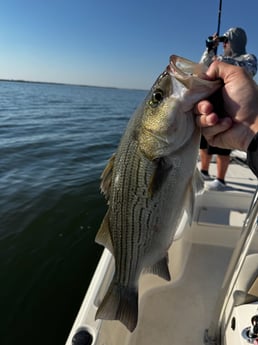 Fishing in Lewisville, Texas
