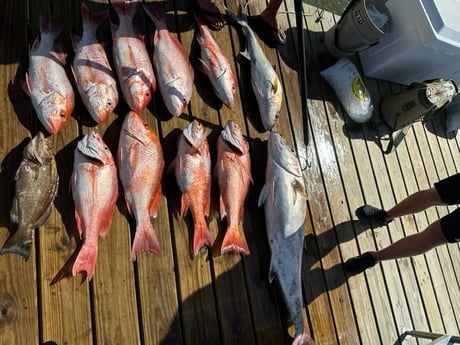Amberjack, Black Grouper, Red Snapper Fishing in Freeport, Texas