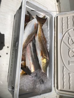 Fishing in Biloxi, Mississippi