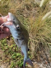 Fishing in Weston, Florida