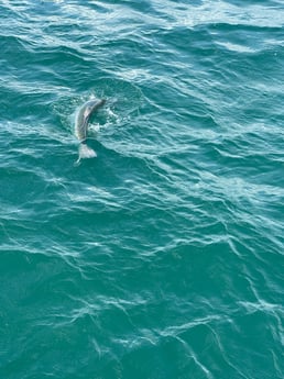 Tarpon Fishing in Naples, Florida