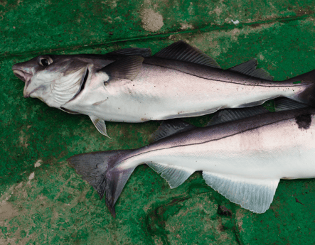 Haddock Fishing in Boston, Massachusetts