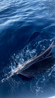 Fishing in Montauk, New York