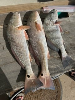 Fishing in South Padre Island, Texas