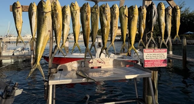 Fishing in Marathon, Florida