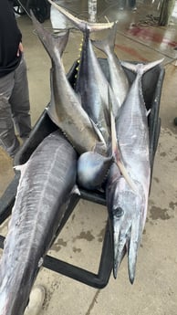 Fishing in Buras, Louisiana